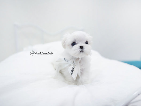 Teacup Maltese Female [Bonnie] - Lowell Teacup Puppies inc