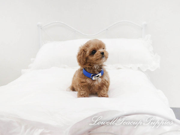 Teacup Maltipoo Female [Mocha] - Lowell Teacup Puppies inc