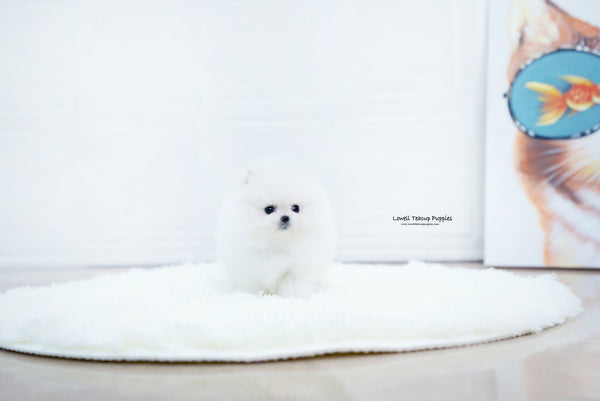 Teacup Pomeranian Male [Enzo] - Lowell Teacup Puppies inc