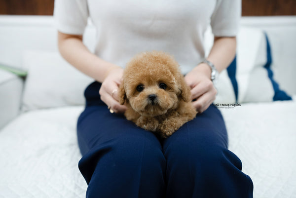 Teacup Poodle Female [Kyna] - Lowell Teacup Puppies inc