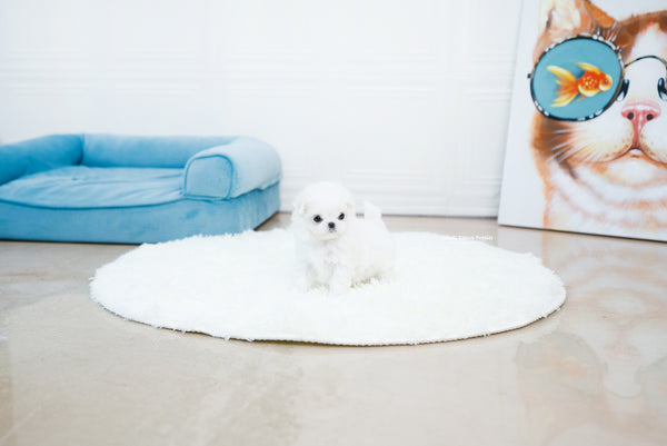 Teacup Maltese Male [Ian] - Lowell Teacup Puppies inc