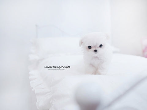 Rahman Radin / Teacup Maltese two Female [Tina,momo] - Lowell Teacup Puppies inc