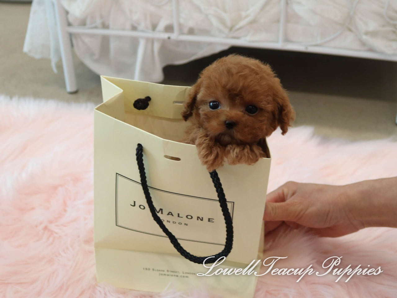 Cinnamon micro poodle sales female