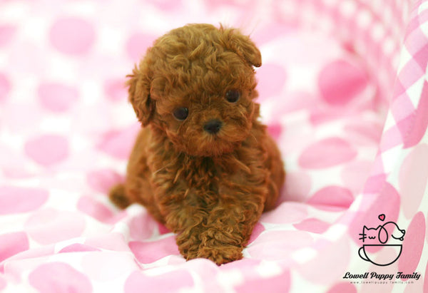 Teacup Poodle Female [Hershey] - Lowell Teacup Puppies inc