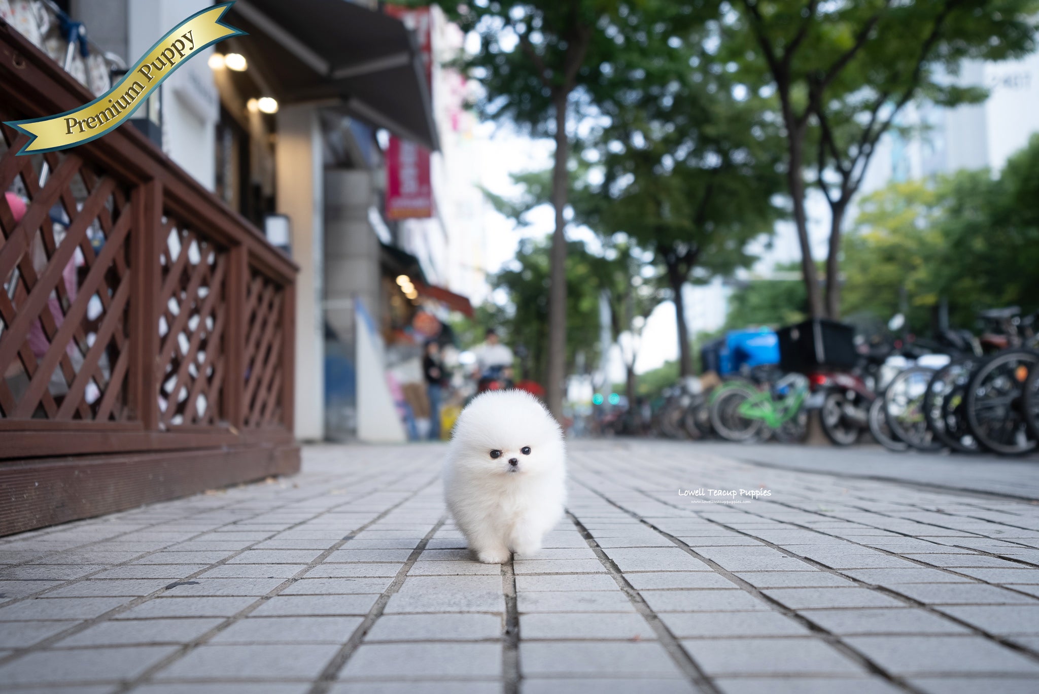 Teacup Pomeranian Female [Romy] - Lowell Teacup Puppies inc