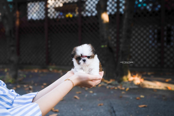 Teacup Shihtzu Female [Maya] - Lowell Teacup Puppies inc