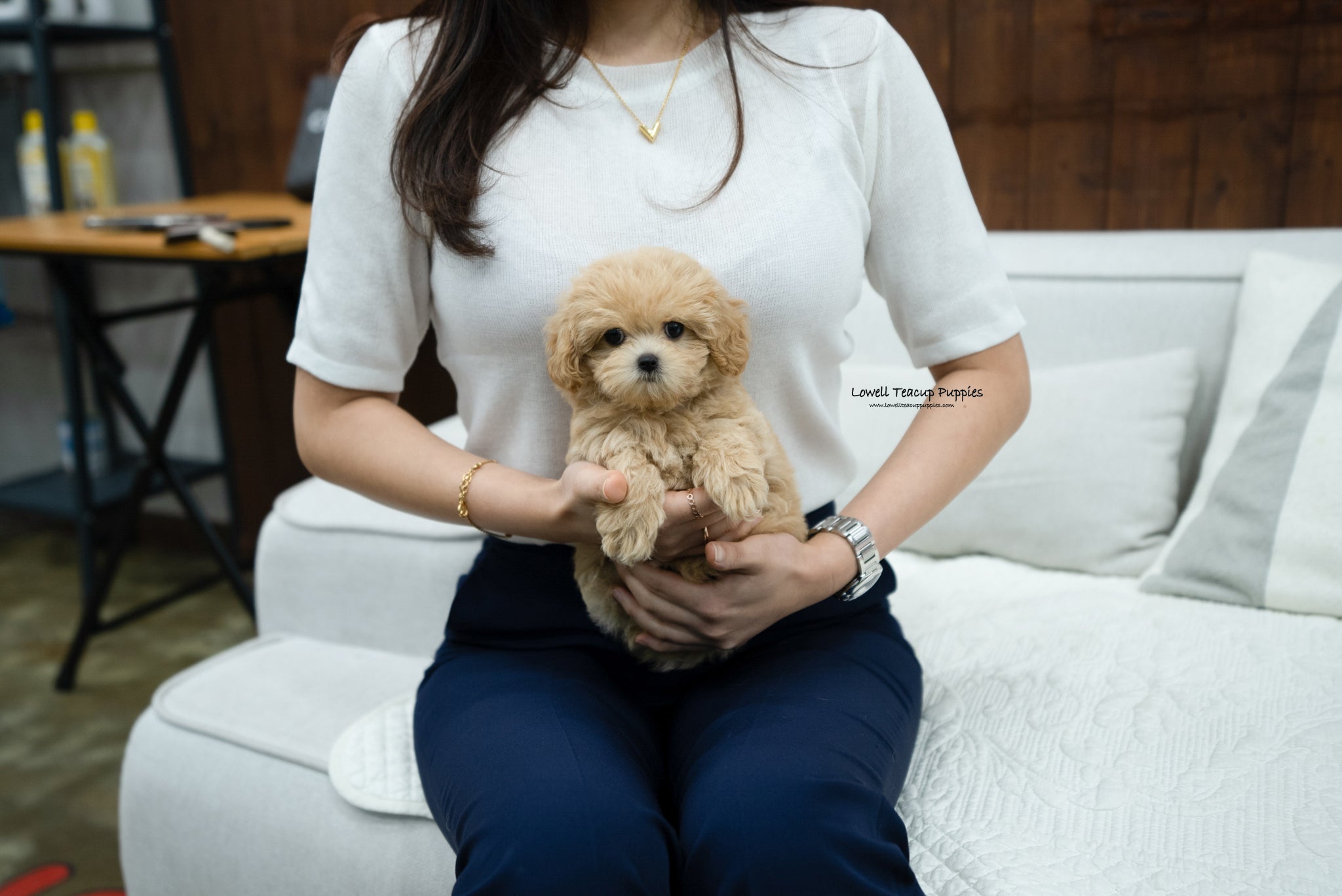 Teacup Maltipoo Female [Kelly] - Lowell Teacup Puppies inc