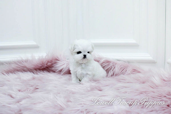 Teacup Maltese Male [Dove] - Lowell Teacup Puppies inc