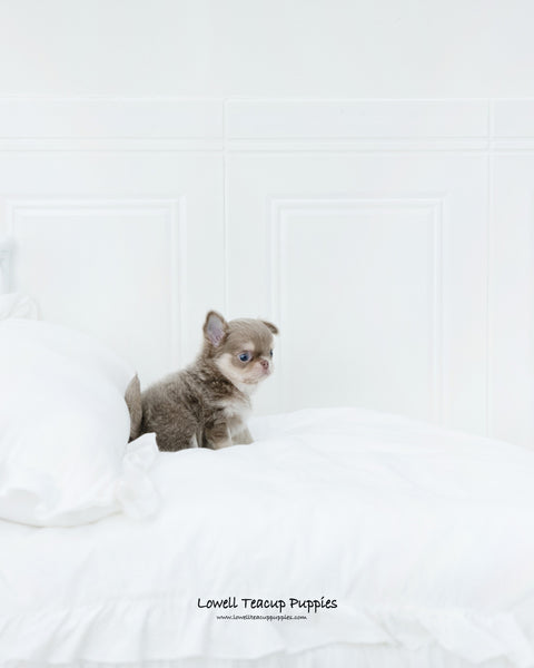 Teacup Chihuahua Male [Hugo] - Lowell Teacup Puppies inc