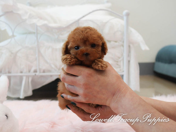 Teacup Poodle Female [Cookie] - Lowell Teacup Puppies inc