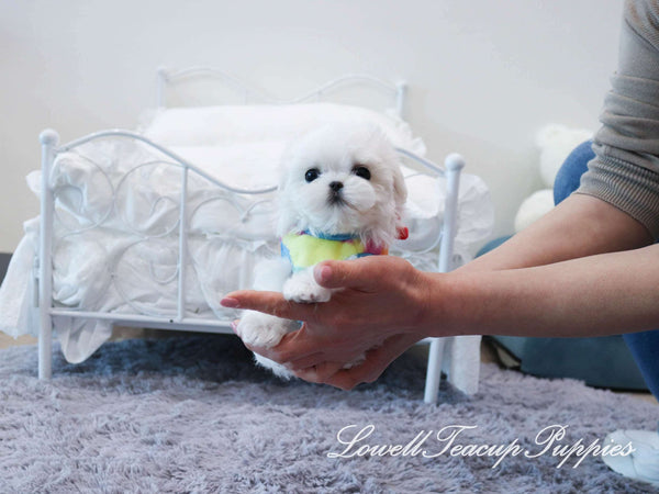 Teacup Maltese Female [Milk]