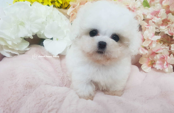 Teacup Bichon Male [Rolly]