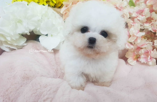 Teacup Bichon Male [Rolly]