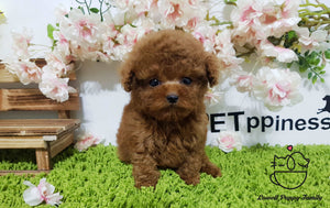 Teacup Maltipoo male [Macaron]