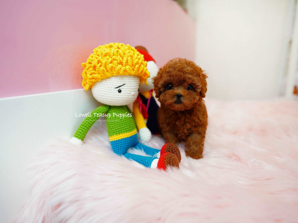 Nataly Guillen/Teacup Poodle Female [Rene]