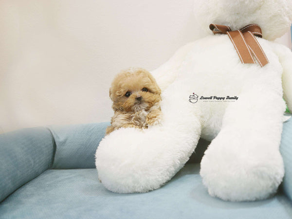 Teacup Maltipoo Male [Jelly]