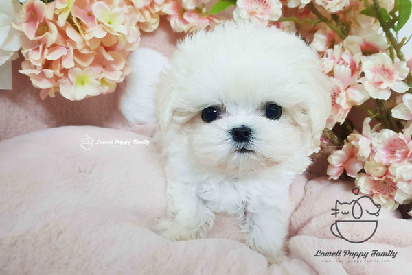 Teacup Maltese Male [Macchiato]