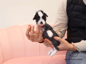 Teacup Chinese Crested Female [Verawang]