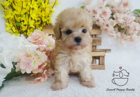 Teacup Maltipoo Male [Caramel]