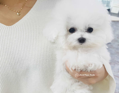 Teacup Bichon Female [Candy]