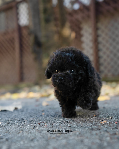 Teacup Poodle Male [Lon] - Lowell Teacup Puppies inc