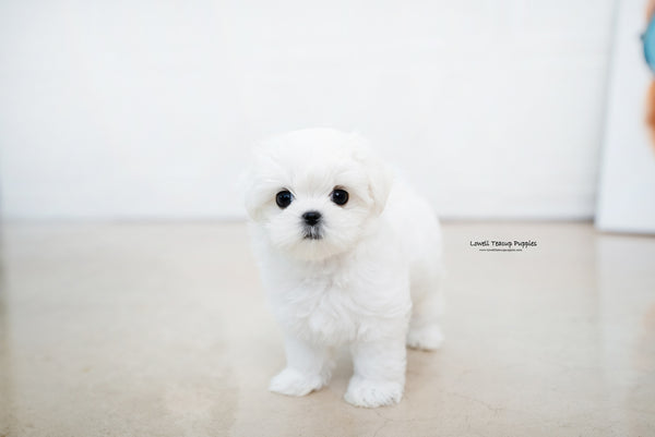 Teacup Maltese Female [Helen] - Lowell Teacup Puppies inc