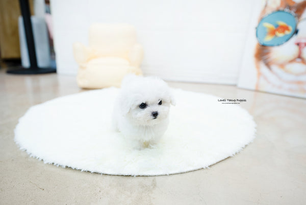 Teacup Bichon frise Female [Nemo] - Lowell Teacup Puppies inc