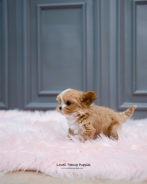 Teacup Maltipoo Male [Louis] - Lowell Teacup Puppies inc