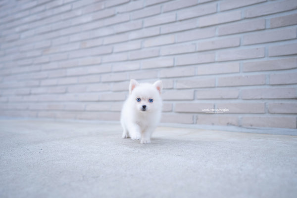 Teacup Pomsky Female [Ivy] - Lowell Teacup Puppies inc