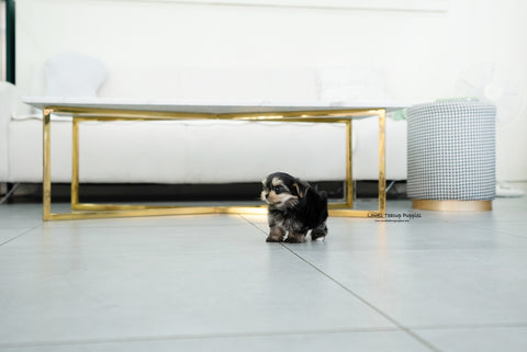 Teacup Morkie Female [Leyna] - Lowell Teacup Puppies inc