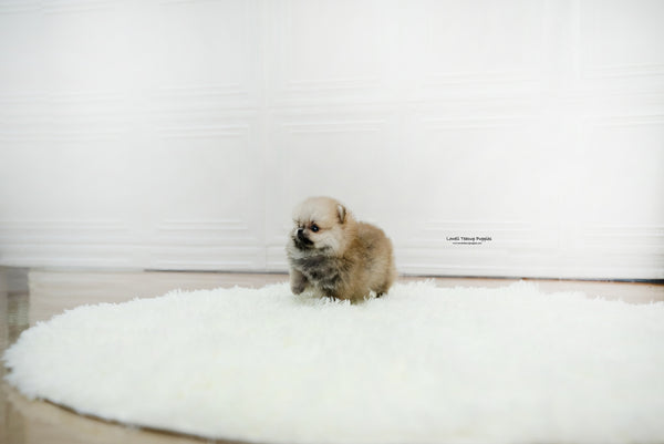 Teacup Pomeranian Female [Zona] - Lowell Teacup Puppies inc