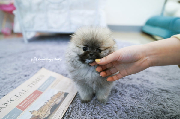 Teacup Pomeranian Female [Foufou] - Lowell Teacup Puppies inc