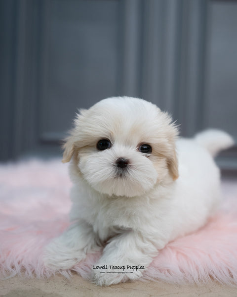 Mini Coton De Tulear Male [Austin] - Lowell Teacup Puppies inc