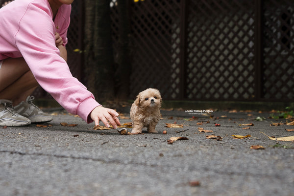 Teacup Maltipoo Female [Fendi] - Lowell Teacup Puppies inc