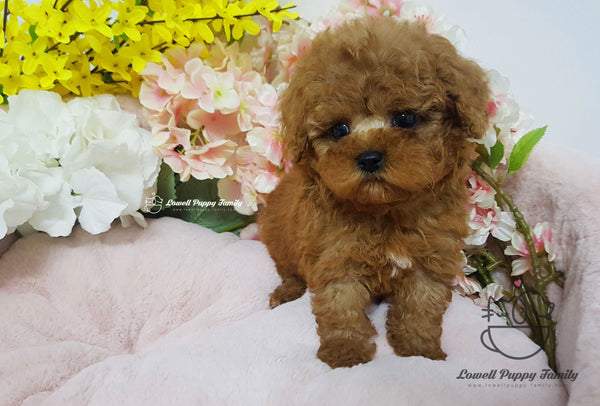 Teacup Poodle female [Cappuccino] - Lowell Teacup Puppies inc
