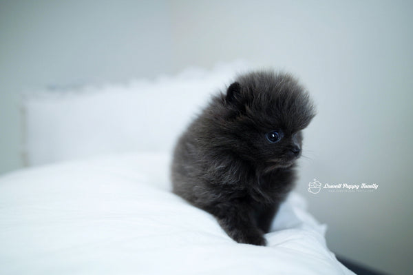 Teacup Pomeranian Male [Blue] - Lowell Teacup Puppies inc