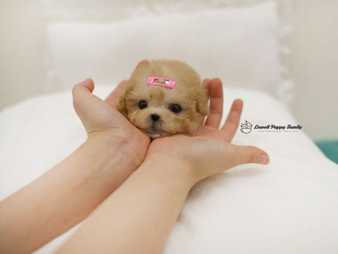 Teacup Poodle Male [Harry] - Lowell Teacup Puppies inc