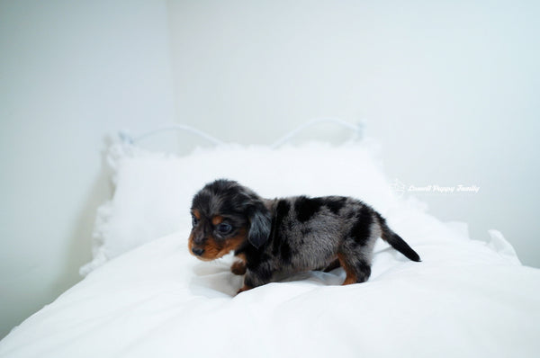 Teacup Dachshund Male [Ray] - Lowell Teacup Puppies inc