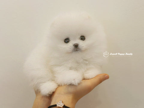 Teacup Pomeranian Female [Bebe] - Lowell Teacup Puppies inc