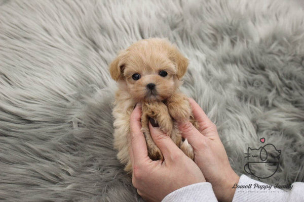 Teacup Maltipoo Female [Vivienne] - Lowell Teacup Puppies inc