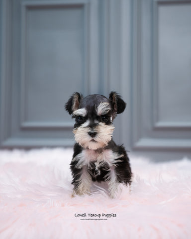 Mini Schnauzer Male [Cole] - Lowell Teacup Puppies inc