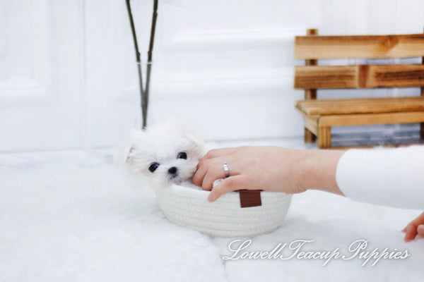 Teacup Maltese Female [Pretty] - Lowell Teacup Puppies inc