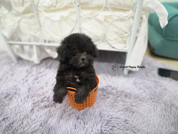 Teacup Poodle Male [Oliver] - Lowell Teacup Puppies inc