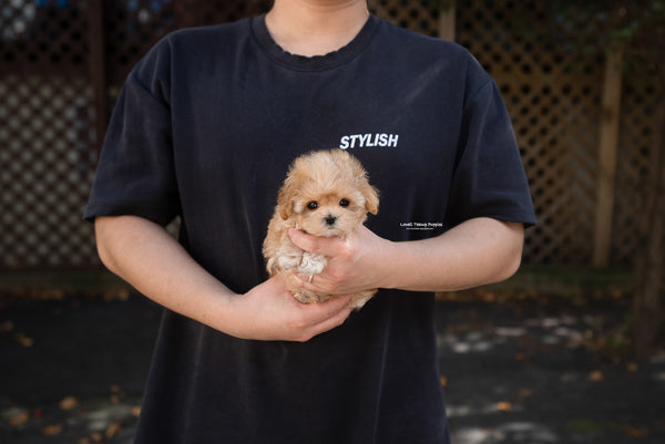 Teacup Maltipoo Male [Soren] - Lowell Teacup Puppies inc