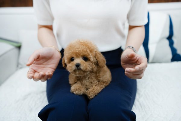 Teacup Poodle Female [Kyna] - Lowell Teacup Puppies inc