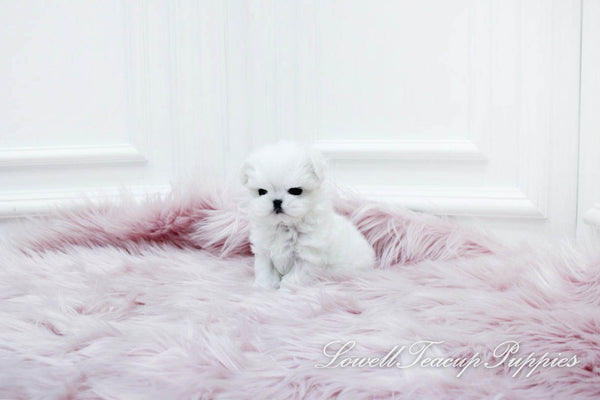 Teacup Maltese Male [Dove] - Lowell Teacup Puppies inc
