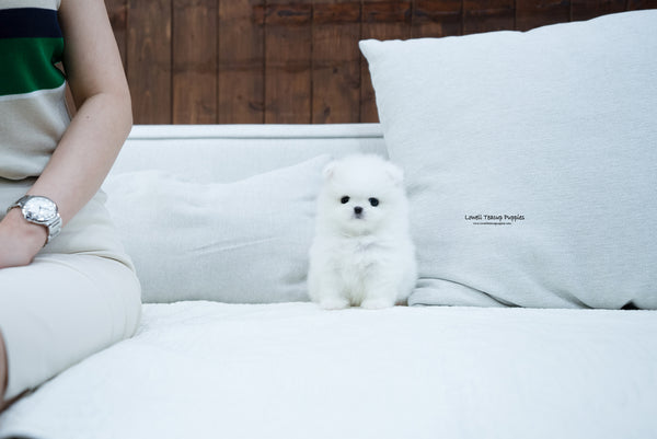 Teacup Pomeranian Male [Max] - Lowell Teacup Puppies inc