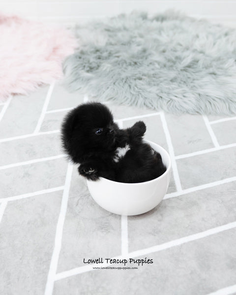 Teacup Pomeranian Female [Mika] - Lowell Teacup Puppies inc
