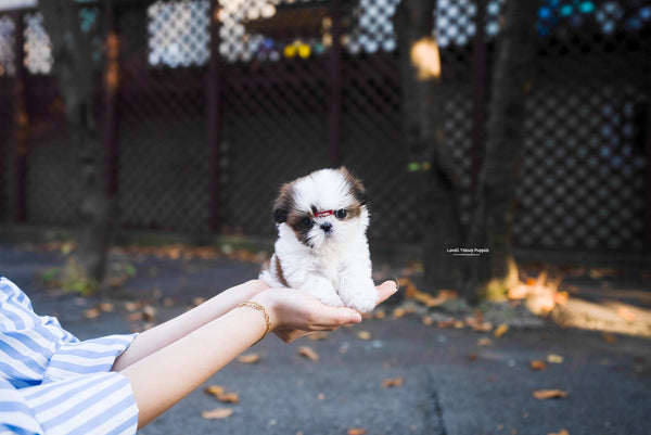 Teacup Shihtzu Female [Maya] - Lowell Teacup Puppies inc