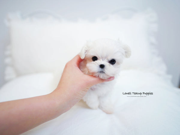 Rahman Radin / Teacup Maltese two Female [Tina,momo] - Lowell Teacup Puppies inc